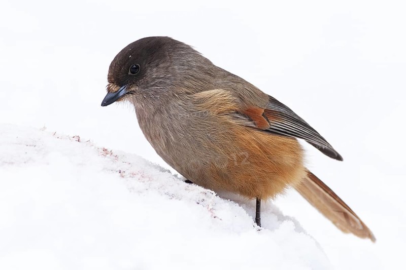 Siberian Jay (Perisoreus infaustus), Finland