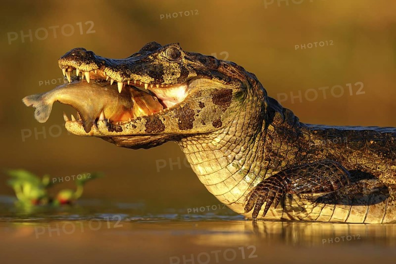Yacare Caiman, crocodile with fish in with evening sun, Pantanal, Brazil