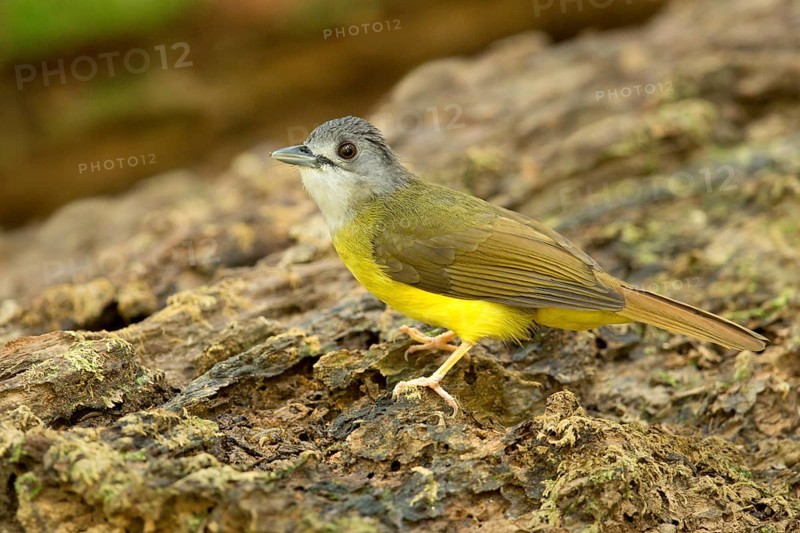 Yellow-bellied Bulbul (Alophoixus phaeocephalus), Pahang, Malaysia