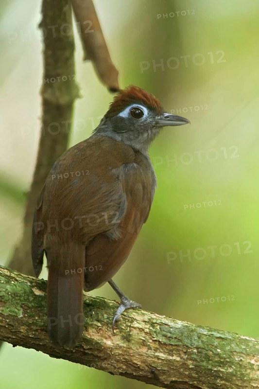 Sooty Antbird (Myrmeciza fortis), Manu National Park, Peru