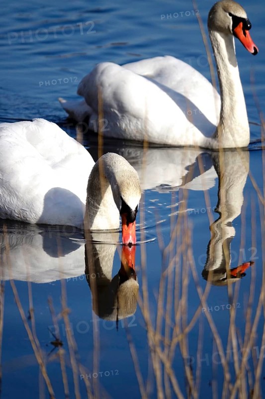 Two mute swans on a lake, Germany