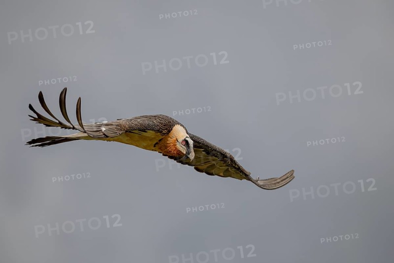 Bearded vulture (Gypeatus barbatus), in flight, Pyrenees, Spain