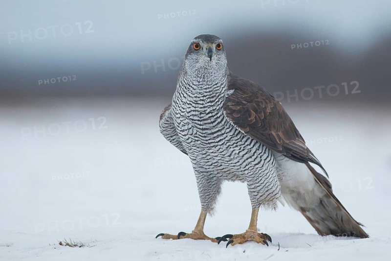 Northern Goshawk (Accipiter gentilis) on snow, Subotica, Serbia
