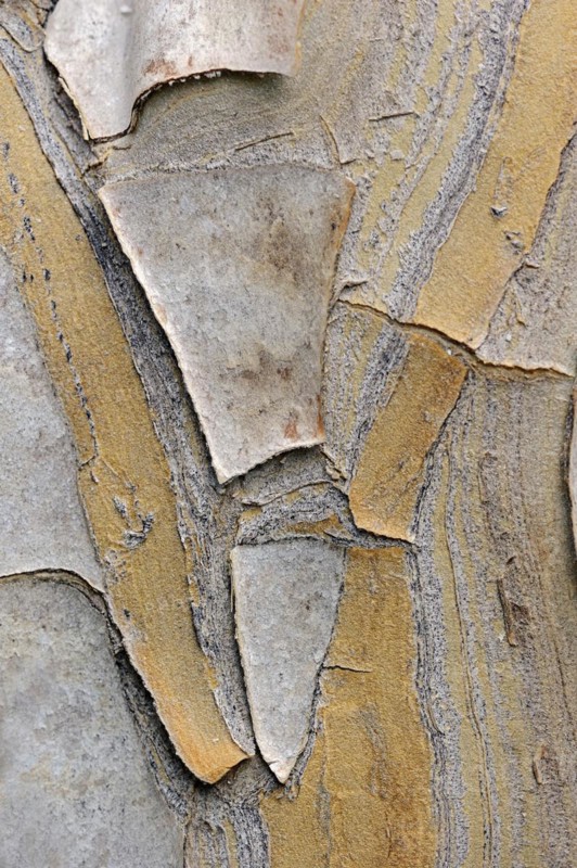 Quiver tree (Aloe dichotoma), bark detail, native to southern Africa