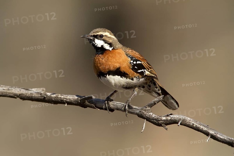 Chestnut-breasted Quail-thrush (Cinclosoma castaneothorax) male, Queensland, Australia