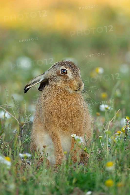 European brown hare (Lepus europaeus) juvenile leveret animal in grassland amongst wildflowers in summer, England, United Kingdom