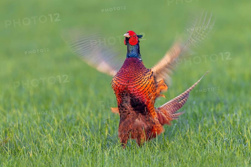 A mating pheasant cock (Phasianus colchicus) in the light of the evening sun, mating season, mating dress, mating season, mating ritual, April, Germany