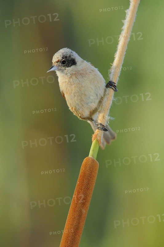 Eurasian Penduline Tit (Remiz pendulinus) female, Seville, Spain
