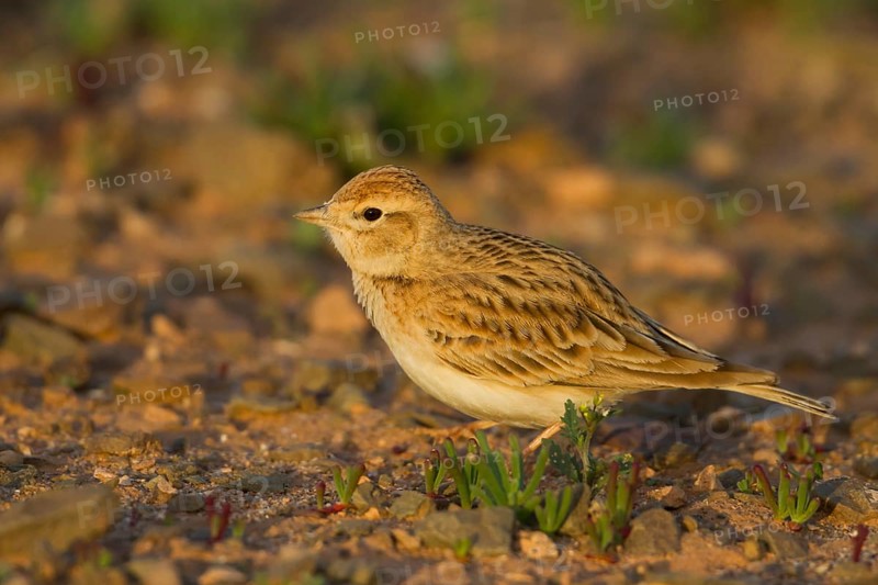 Short-toed Lark - Kurzzehenlerche - Calandrella brachydactyla ssp. rubiginosa, Morocco, adult