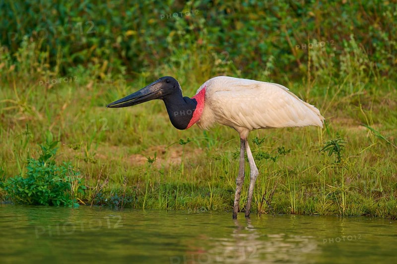 Jabiru standing focussed at the water's edge, the characteristic black cap and red neck stand out, Jabiru (Jabiru mycteria), Pantanal, Mato Grosso, Brazil