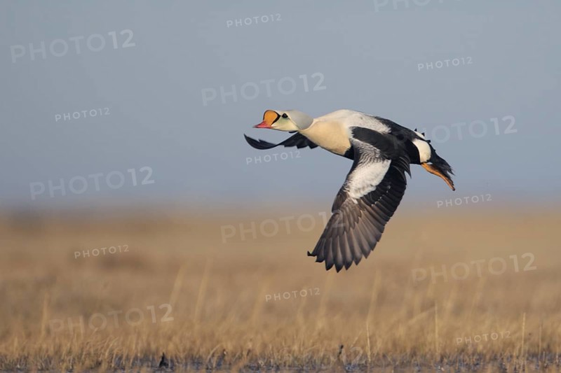 King Eider (Somateria spectabilis) male flying, Alaska, USA