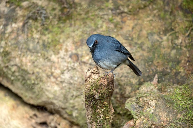 White-bellied Blue Robin (Sholicola albiventris) male perched on snag, Kerala, India