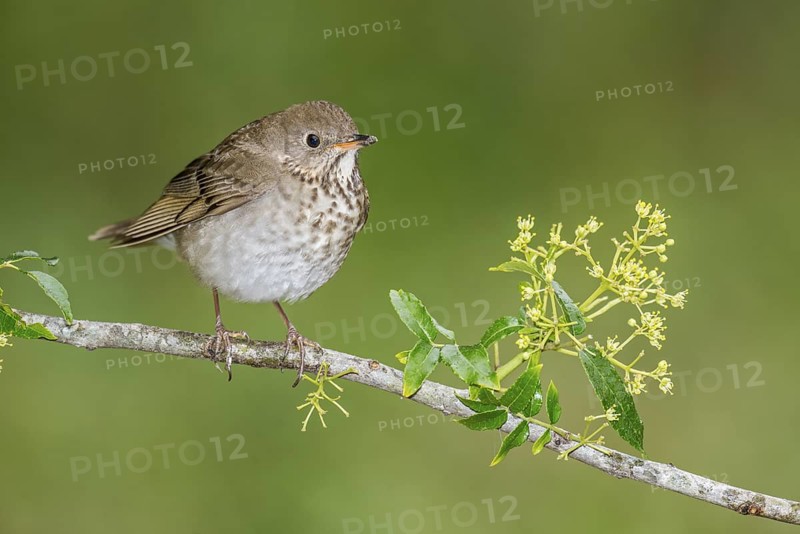 Grey-cheeked Thrush (Catharus minimus) perched on a branch, Texas, USA
