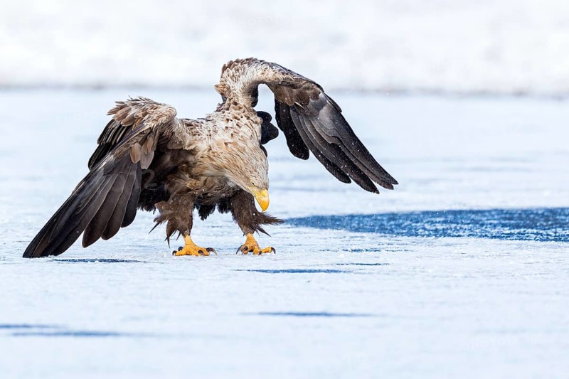 White-tailed Eagle (Haliaeetus albicilla) adult on ice, Poland