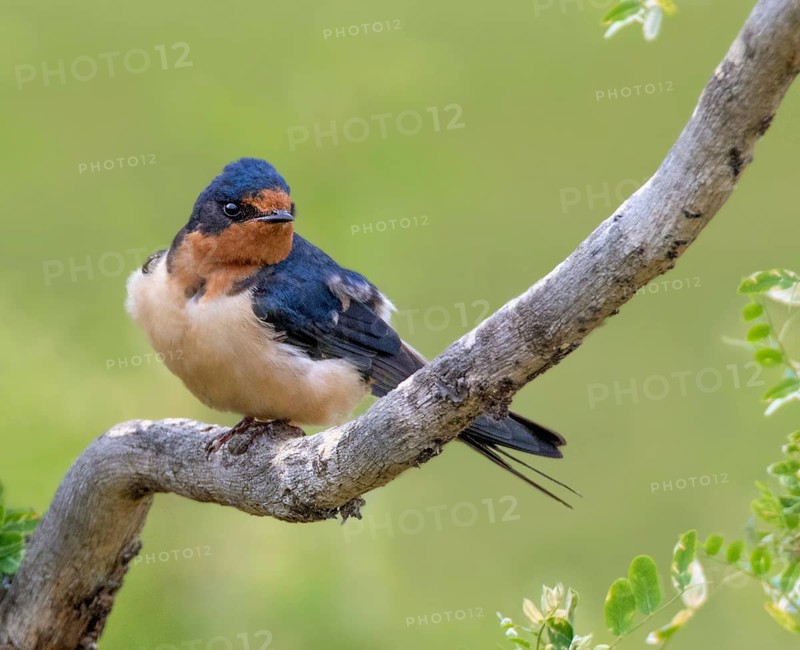Barn Swallow (Hirundo rustica) perched on a branch, Saskatchewan, Canada
