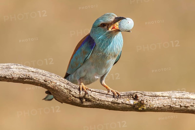 European Roller (Coracias garrulus), removing starling egg from its nest, Castile-La Mancha