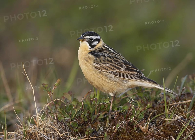 Smith's Longspur (Calcarius pictus), Alaska, USA