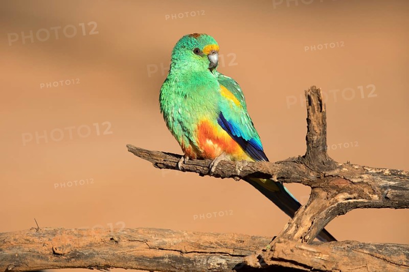 Mulga Parrot (Psephotellus varius) male perched on an old tree trunk, Queensland, Australia