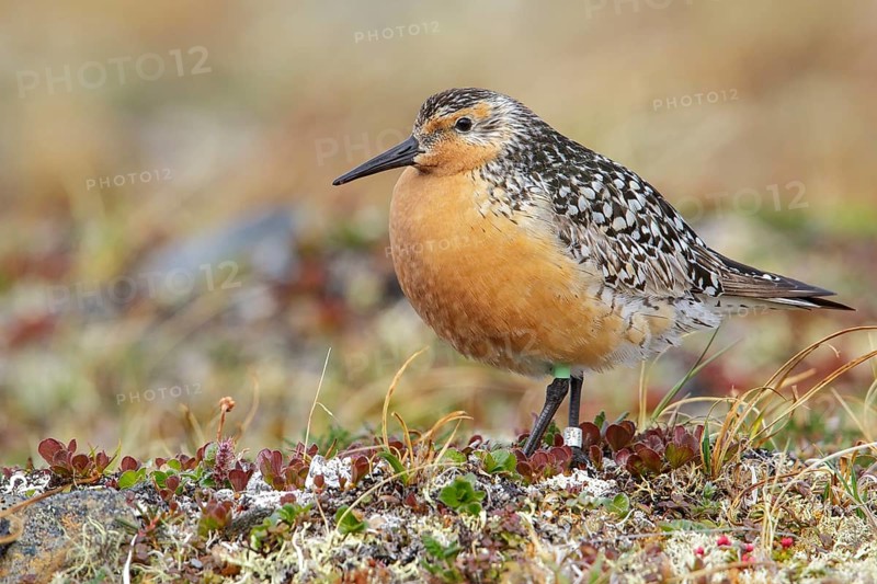 Red Knot (Calidris canutus) perched on the tundra in Nome, Alaska