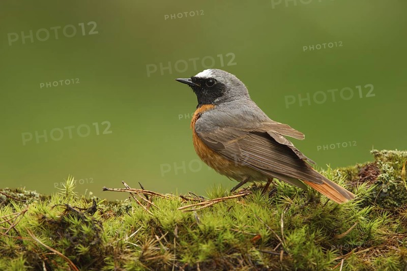 Common Redstart (Phoenicurus phoenicurus) male, Utrecht, Netherlands
