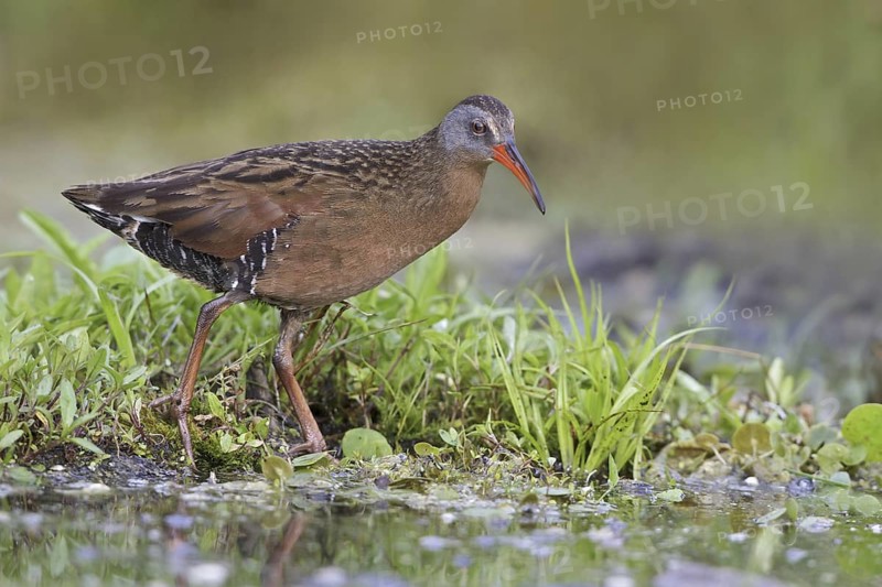 Virginia Rail (Rallus limicola), Ontario, Canada