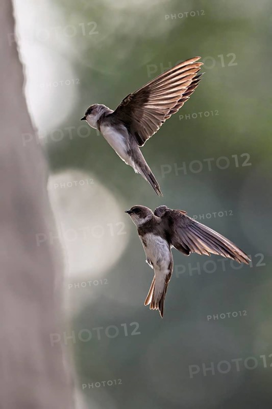 Two sand martins (Riparia riparia), in flight, Reussegg nature reserve, Canton Aargau, Switzerland