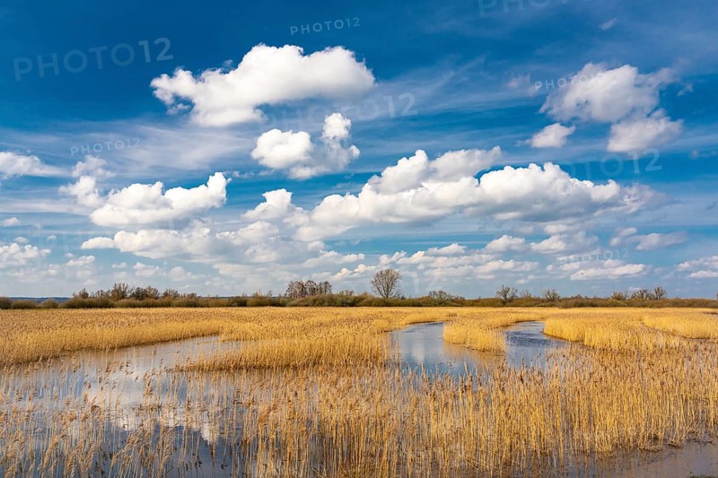 Reeds on the banks of Dümmer, Lake Dümmer, Hüde, Lower Saxony, Germany