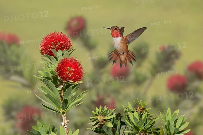 Rufous Hummingbird (Selasphorus rufus) male flying, Texas, USA