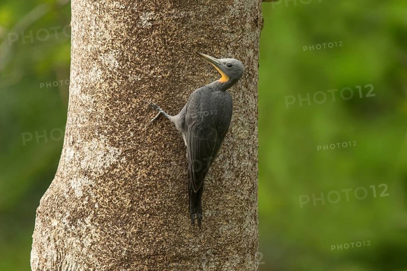Great Slaty Woodpecker (Mulleripicus pulverulentus) female, Yunnan, China