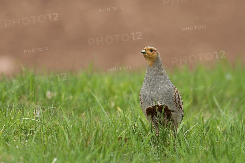 Grey Partridge (Perdix perdix) male, Rhineland-Palatinate, Germany