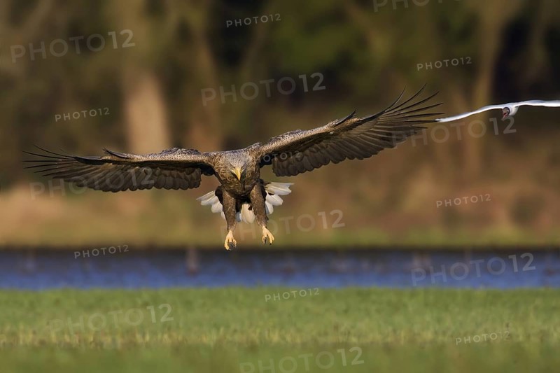 White-tailed Eagle (Haliaeetus albicilla) juvenile flying, Saxony-Anhalt, Germany
