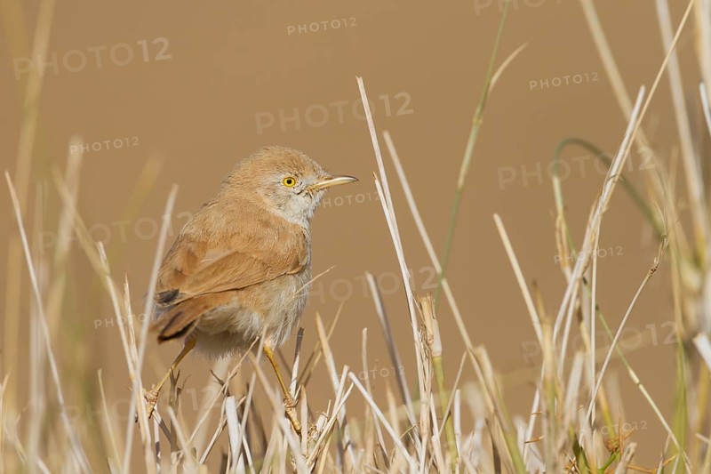 African Desert Warbler - Saharagrasmücke - Sylvia deserti, Morocco