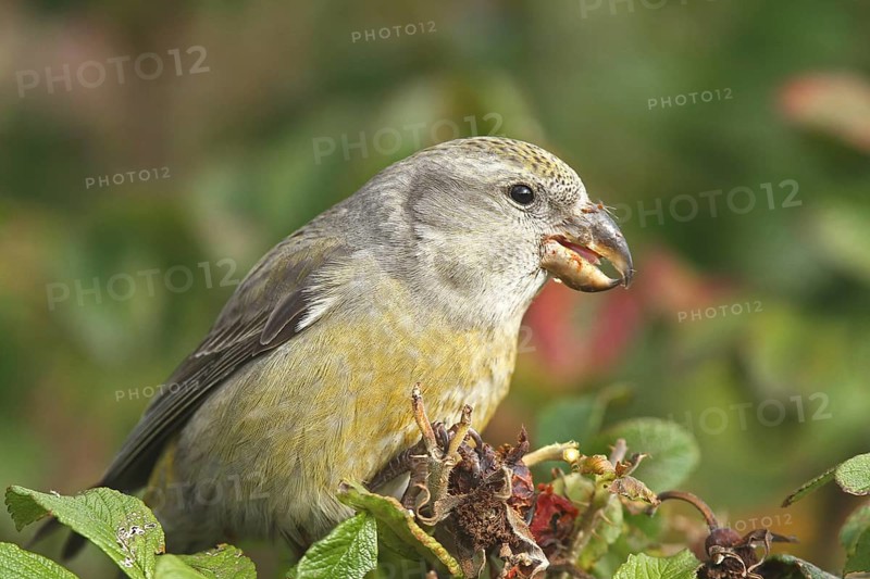 Parrot Crossbill (Loxia pytyopsittacus) female, Schleswig-Holstein, Germany