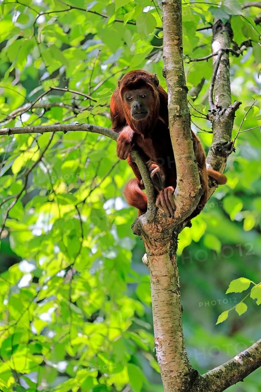 Brown howler (Alouatta guariba), adult, on tree, alert, South America