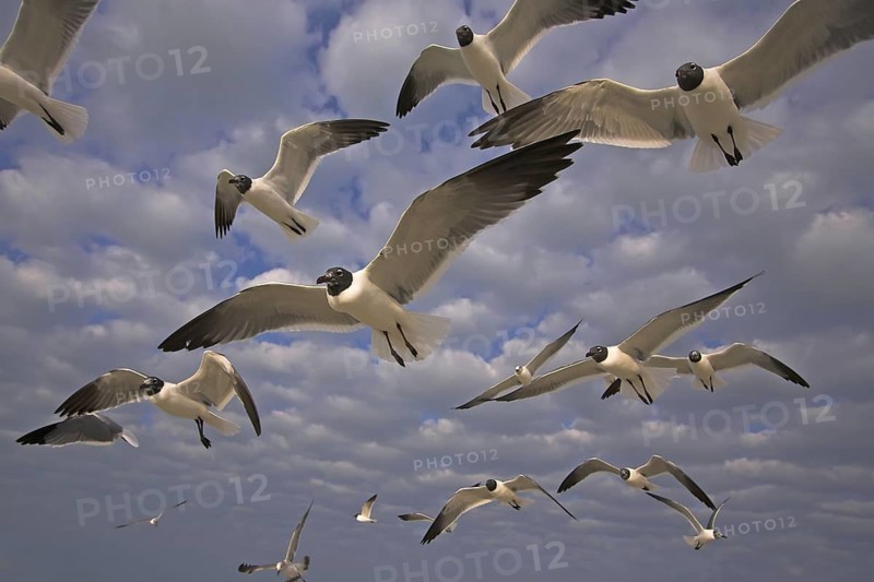 Laughing Gull (Leucophaeus atricilla), Florida, USA