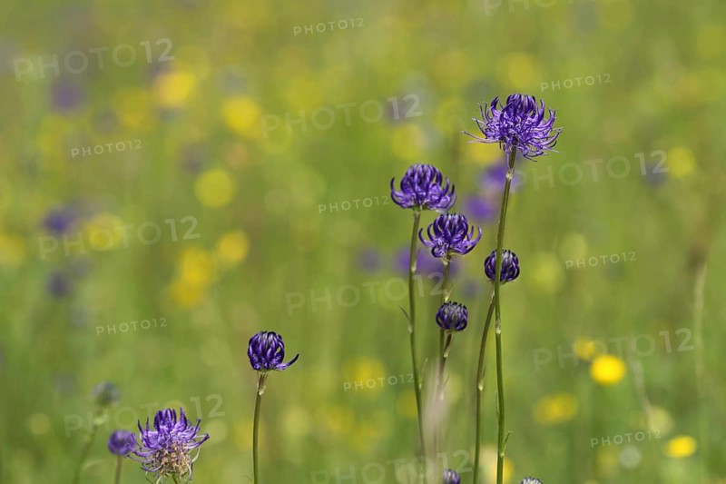 Round-headed rampion (Phyteuma orbiculare), Badberg, Kaiserstuhl, Baden-Württemberg, Germany