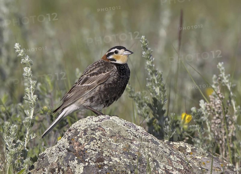 Chestnut-collared Longspur (Calcarius ornatus), Montana, USA