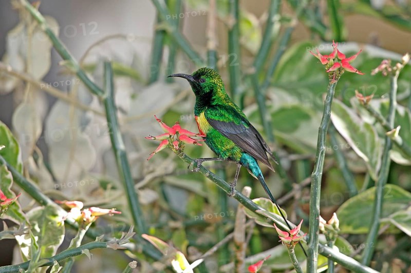Hunter's Sunbird, Chalcomitra hunteri