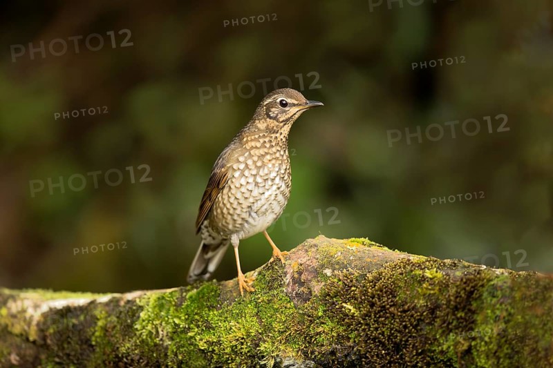 Siberian Thrush (Geokichla sibirica) female perched on a mossy log, Pahang, Malaysia