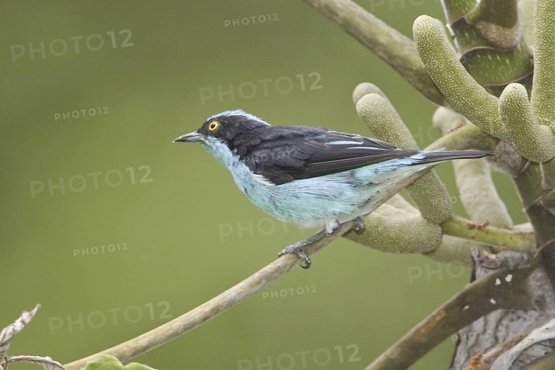 Black-faced Dacnis (Dacnis lineata) male, Ecuador