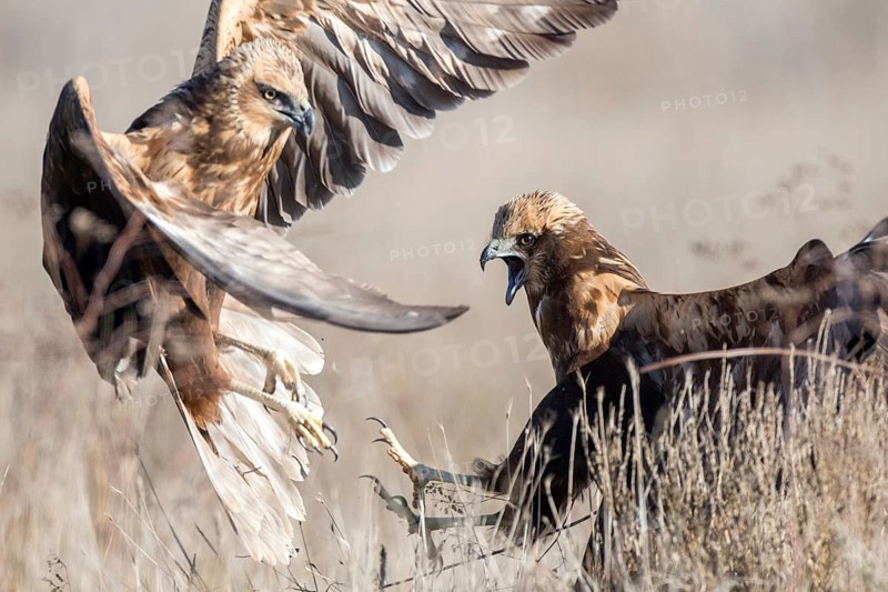 Western Marsh Harrier (Circus aeruginosus) female quarreling, Castile-La Mancha, Spain