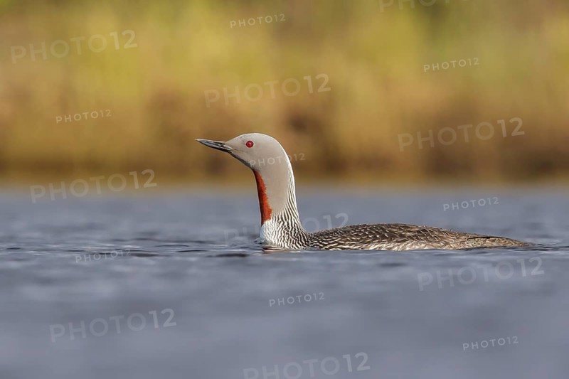 Red-throated Loon (Gavia stellata) in a pond near Nome, Alaska