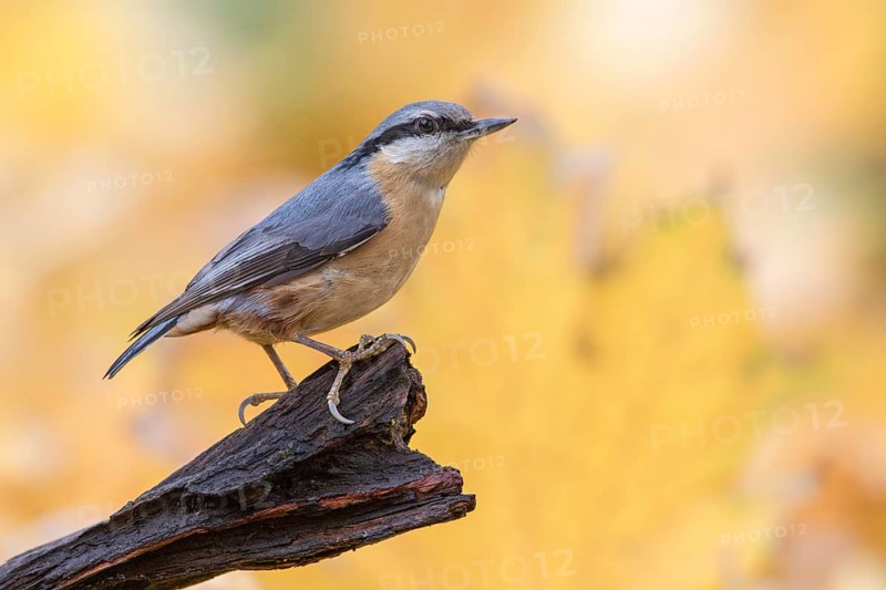 Eurasian Nuthatch (Sitta europaea) perched on a tree trunk, Poland