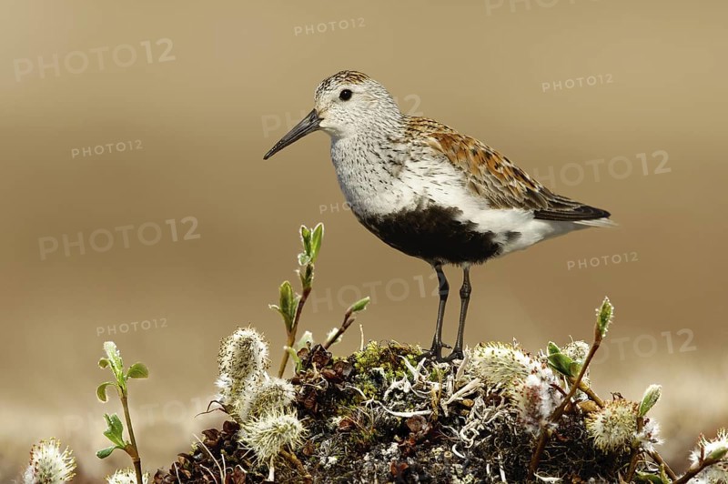 Dunlin (Calidris alpina), Alaska, USA