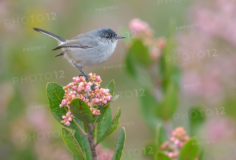 California Gnatcatcher Male (Polioptila californica) Rancho Palos Verdes, California