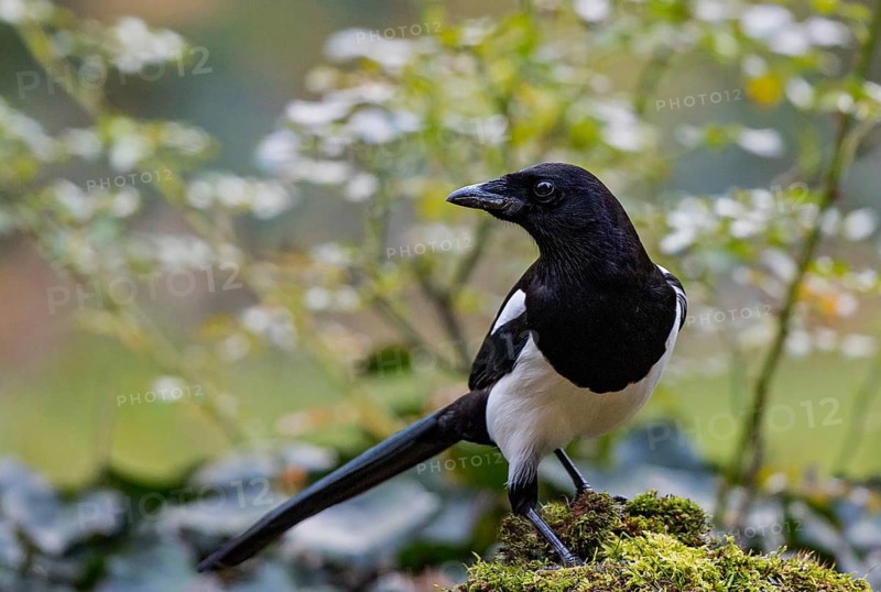 Eurasian Magpie (Pica pica), Bavaria, Germany