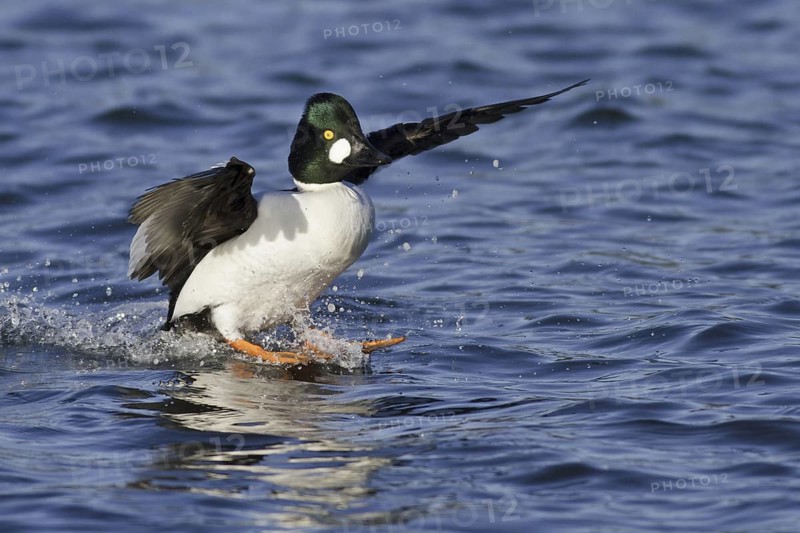Common Goldeneye (Bucephala clangula) male flying, Manitoba, Canada
