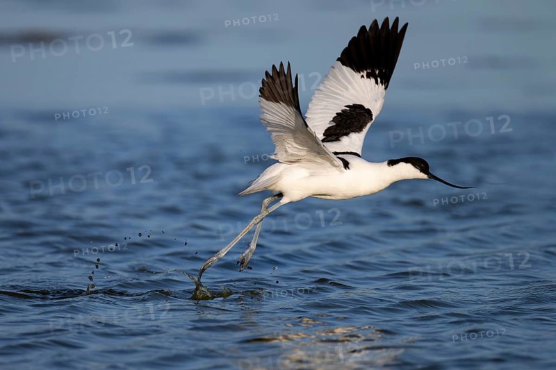 Avocet (Recurvirostra avosetta), Texel, Netherlands