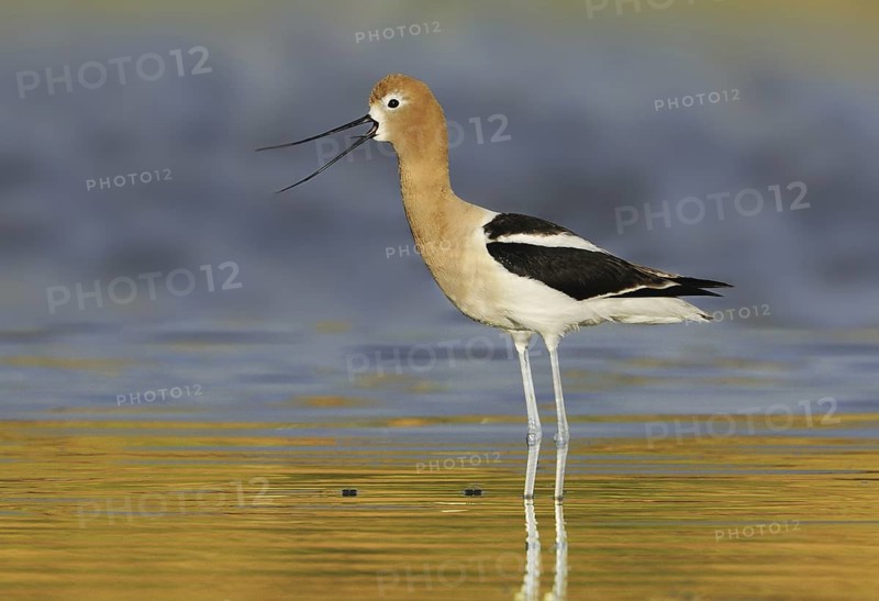 American Avocet (Recurvirostra americana), Alberta, Canada