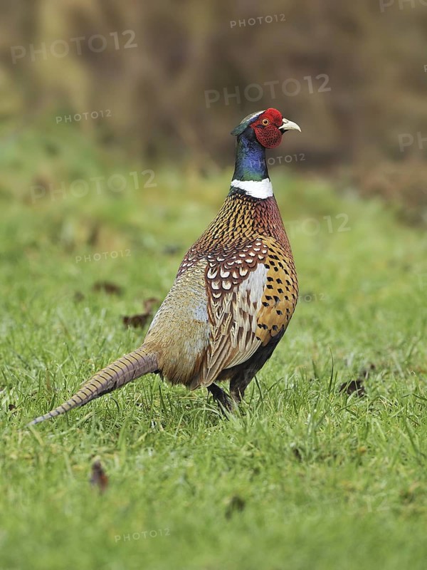 Common Pheasant (Phasianus colchicus) male, British Columbia, Canada